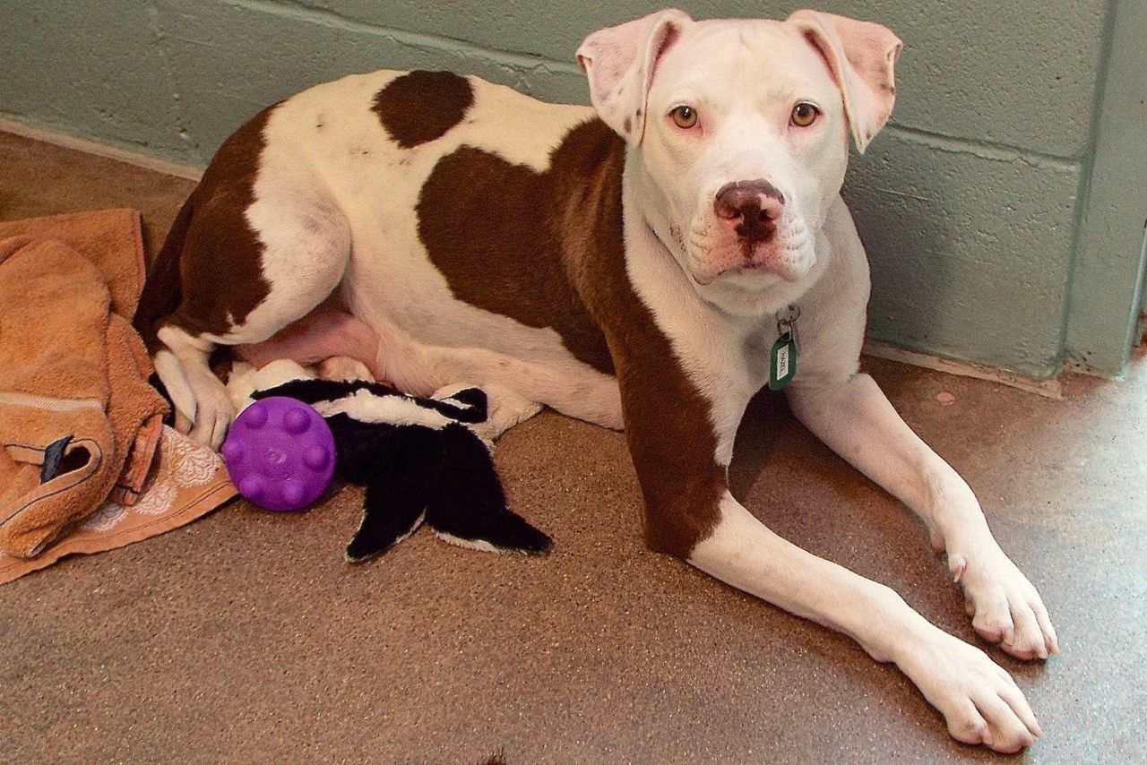 Adopt a friend: Hazel